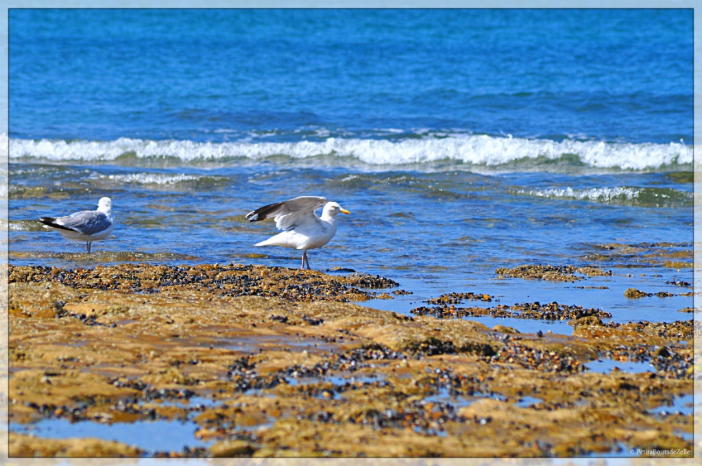 Wimereux_2016-Mouette