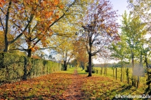 automne_2016-04