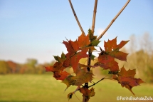 automne_2016-07