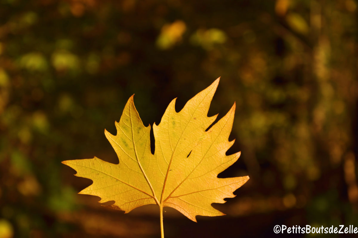automne_2016-10