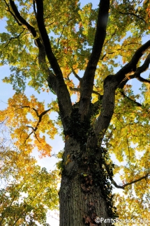 automne_2016-26