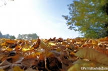 automne_2016-30